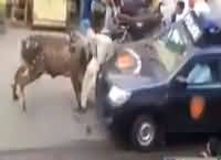 A Bull Almost Kills A Man In Karachi - Watch Now