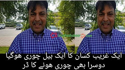 A bull of a farmer is stolen, afraid of being stolen second