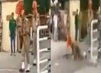 And They Are Talking About War – Indian Soldier Falls during parade at Wagah Border