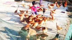 Babies Seeing Chickens For First Time