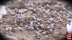 Cleanliness condition worsens even more in Karachi - 22 December 2017