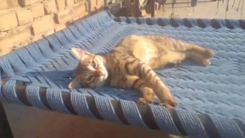 Cute Cat Playing Alone At This Time