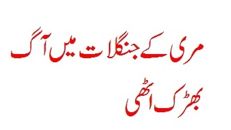 Fire erupts in Murree forest