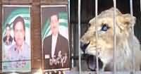LB Polls- PML-N Candidate Rents Lion on Rs 20,000 Per Day.