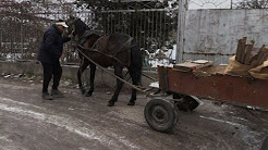 Les charrettes ne sont plus le dada de Sofia