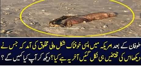 Mystery Fanged Sea Creature Washes Up ON Texas BEACH After Hurricane Harvey