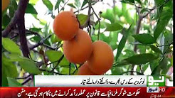 ORANGE FRUITE READY FOR SALE