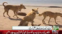 Stray dogs bites several people in Karachi !!!