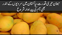 Subhan your power starts in mango, even in the winter of Pakistan