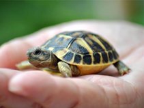 Take care; Turtles do not lose the race of life!