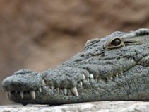 The murderer of three hundred people, but the fish 