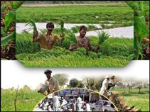 The profession of agriculture excluding Pakistanis