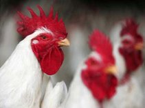 The UAE banned import of poultry products from Saudi Arabia