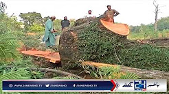 Trees cutting from Margalla hill Islamabad