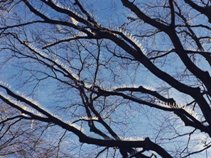 Unique move of distressed women from birds